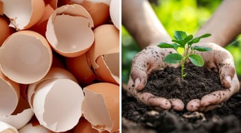Ăn trứng đừng vội bỏ vỏ đi: Chúng có tới 21 công dụng hữu ích ai cũng thích, tiết kiệm cả đống tiền