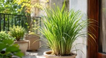 Trồng 1 bụi sả trong nhà đón nhiều ý nghĩa bất ngờ, nhiều người thấy tiếc khi biết điều này