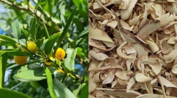 Loài cây gai góc ít ai để ý ở miền Trung, rễ được săn lùng vì giá đắt ngang vàng