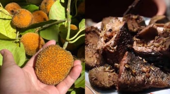 Loại quả từng rụng đầy bờ rào nay thành đặc sản “gây sốt”, giá hơn 100.000 đồng/kg vẫn cháy hàng