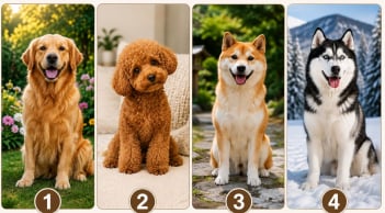Quiz: Chọn 1 chú chó bạn yêu thích nhất để khám phá khả năng giàu có khi về già