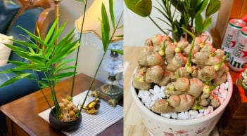 Vì sao nhiều người thích trồng gừng trong nhà? Có 5 ý nghĩa đặc biệt