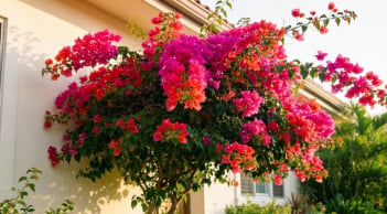 Vì sao nhiều người xem việc trồng cây hoa giấy trong nhà là đại kỵ?