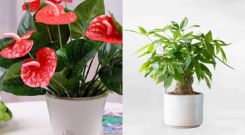 10 loại cây phong thủy được ví như “máy hút tài lộc”, càng xanh tốt càng giúp gia chủ vượng vận