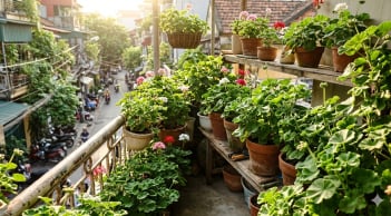 Loài cây thơm như nước hoa, giúp xua muỗi tự nhiên, nhiều gia đình mê trồng mùa hè