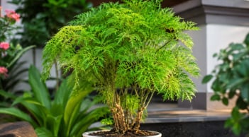 Trồng cây đinh lăng ở đâu tốt nhất? Nhà ai đang trồng cần biết điều này