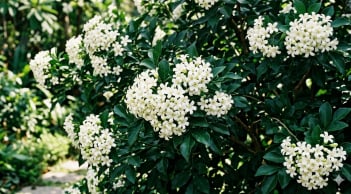 6 lý do khiến nhiều gia đình thích trồng cây nguyệt quế trước nhà, không chỉ vì đẹp