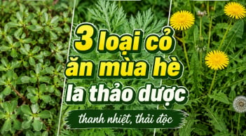 3 loại cỏ ăn mùa hè là thảo dược thanh nhiệt, thải độc