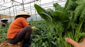 Loại rau nhiều sắt hơn thịt bò, là 'vũ khí' ngừa ung thư