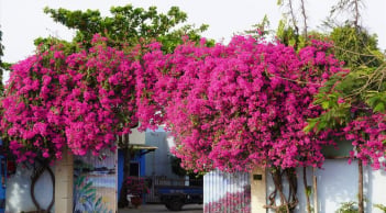 Trồng hoa giấy ở vị trí này hút phong thủy: Cuối năm gia chủ phát tài giàu
