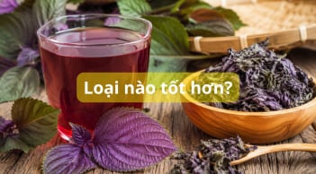 Uống nước lá tía tô tươi hay khô sẽ tốt hơn?
