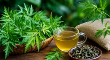 Cách dùng lá đinh lăng hỗ trợ ngủ ngon, tăng cường sức khỏe