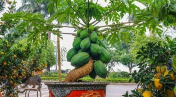 Vì sao đu đủ được xem là cây mang ý nghĩa “đủ đầy”? Có nên trồng trước nhà để hút tài lộc?