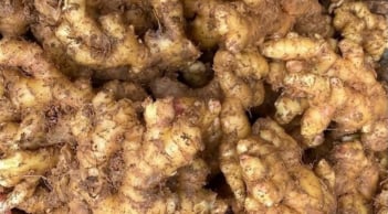 Cách bảo quản gừng để cả năm không thối, không ọp