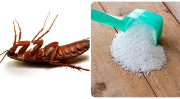 Cách đuổi gián chạy nhanh ra khỏi nhà không cần dùng hóa chất