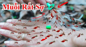 10 cách đuổi muỗi vào mùa hè hiệu quả, nhà sạch bóng không tiếng vo ve