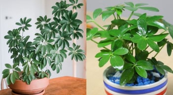 Người thuộc 2 mệnh này hợp trồng cây ngũ gia bì nhất
