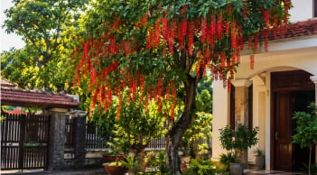 Vì sao người xưa thích trồng cây lộc vừng trước nhà? Những lưu ý quan trọng khi trồng
