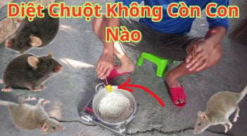 8 cách đuổi chuột ra khỏi nhà vĩnh viễn, đơn giản lại rẻ tiền, sạch bóng không còn con nào