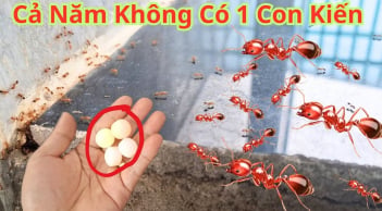 9 cách đuổi kiến khỏi nhà vĩnh viễn, cực dễ làm, rẻ tiền lại vô cùng hiệu quả