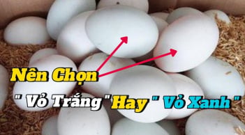 Chọn trứng vịt nên chọn quả vỏ xanh hay vỏ trắng?