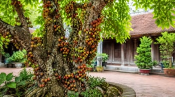 Vì sao nên trồng cây sung? Không chỉ để ngắm, loại cây này còn mang nhiều giá trị bất ngờ
