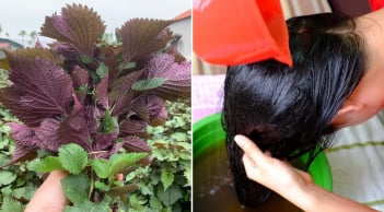 Cách gội đầu bằng lá tía tô giúp sạch gàu, tóc bồng bềnh, tóc con mọc lên tua tủa