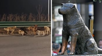 Hachiko đợi chủ suốt 9 năm và đàn chó trung thành vượt 17km trở về nhà