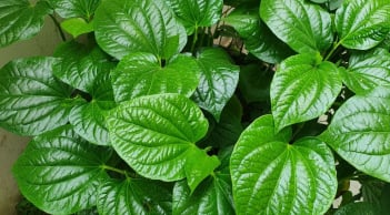 Cách giảm đau xương khớp bằng lá lốt