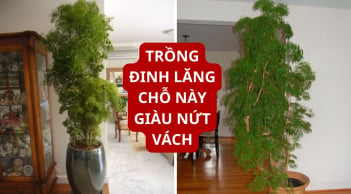 Đặt cây đinh lăng tại vị trí 'vàng' này: Sinh khí vào nhà, tài lộc khó thất thoát, gia đạo yên ấm