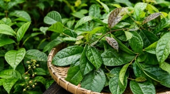 Lá xạ đen  tốt nhưng không phải ai cũng nên dùng, những lưu ý cần biết tránh tác dụng phụ