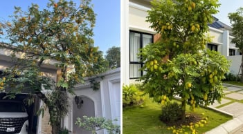 Nên trồng khế chua hay khế ngọt trước nhà?