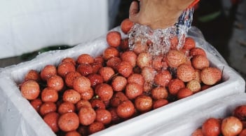 Vải thiều vào mùa: Mẹo bảo quản cả tháng vẫn tươi roi rói, không thâm vỏ hay chảy nước