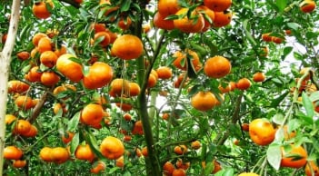 Cổ nhân dạy: Trồng 3 cây này trước cửa nhà để con cháu hưởng phúc, thịnh vượng suốt 3 đời