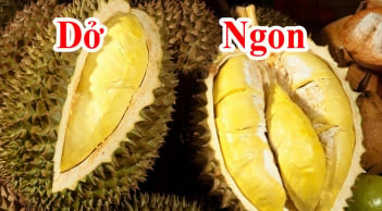 Mẹo chọn sầu riêng ngon trăm quả như một múi to ngon ngọt