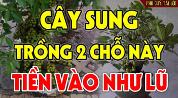 Trồng cây Sung trước cửa nhà có tốt theo phong thủy không?