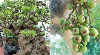 Nên trồng cây sung cảnh hay cây sung ta trước cửa nhà?