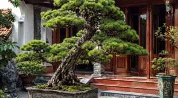 Tổ tiên dặn: 3 loại cây trong sân vườn cấm tự ý chặt hạ, làm sai tài lộc 'đứt đoạn'