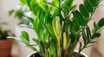 Vì sao nhiều người thấy may mắn khi cây kim tiền ra hoa?