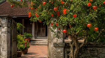 Vì sao nhiều nhà giàu xưa thích trồng cây lựu trước nhà? Hóa ra vì lý do này