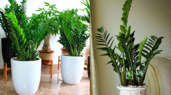 5 lợi ích khi trồng cây kim tiền trong nhà