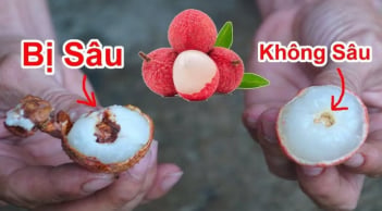 Mua vải đừng chỉ chọn quả to: Nhìn điểm này biết ngay hạt nhỏ, ăn ngọt lịm, không sâu đầu