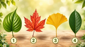 Chọn một chiếc lá để xem nửa cuối tháng 6 có gì bất ngờ đang chờ bạn