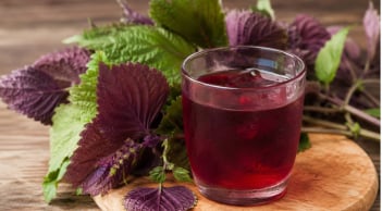  Những người nên hạn chế uống nước lá tía tô để tránh gây hại