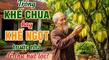 Trồng khế chua hay khế ngọt trước nhà để thu hút lộc?