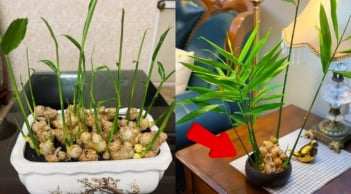 Cách trồng gừng bonsai làm cảnh đơn giản, mầm đâm tua tủa