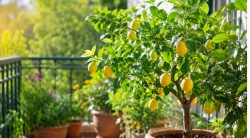 Vì sao nên trồng cây chanh, không chỉ cho quả, loại cây này còn mang đến nhiều lợi ích bất ngờ