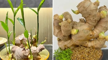 Cách trồng gừng nhanh nảy mầm, ra nhiều củ