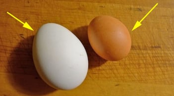 Trứng gà vỏ trắng và vỏ nâu, loại nào bổ hơn?