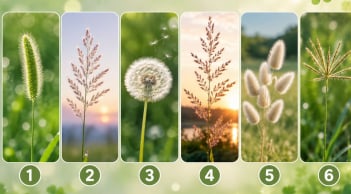 Quiz: Chọn 1 bông cỏ để xem chỉ số may mắn của bạn sắp tới cao hay thấp